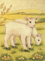 Country Lambs
