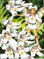 Victoria Bush Fairy