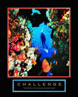 Challenge - Diver