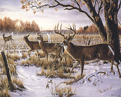 White Tails