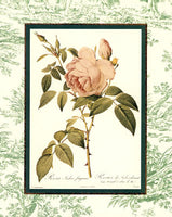 Tea Rose